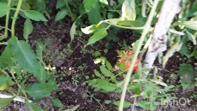 Сентябрь. Убираю морковку и свёклу.#сентябрь#убираюморковкуисвеклу# смотреть онлайн