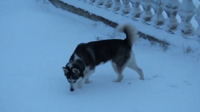 Поэтический клип «ПЕРВЫЙ СНЕГ» моего нового стихотворения из цикла «Поэзия земли нижегородской»