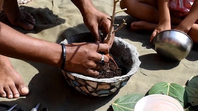 How to Hunt a Banyan Tree for Bonsai with Update | How to make bonsai on low cost смотреть онлайн