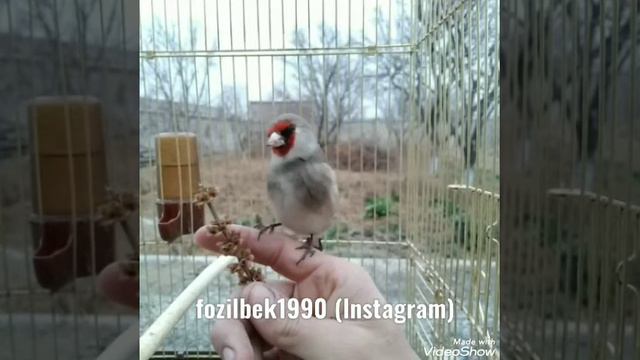 седоголовый щегол Jigar 27.10.2021 день ловли