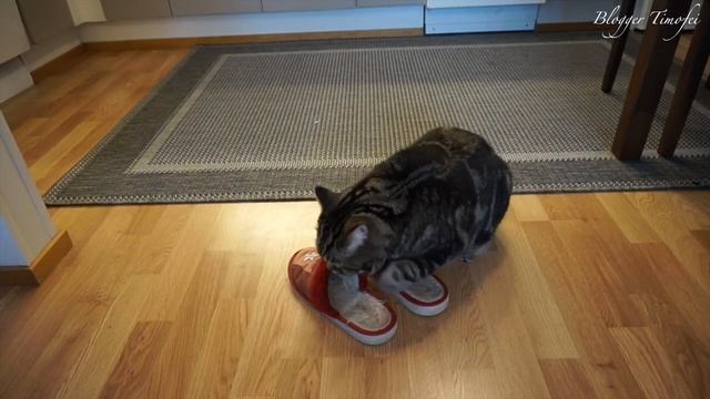 6 самых эффективных способов поймать кота; 6 most effective ways to catch a cat смотреть онлайн