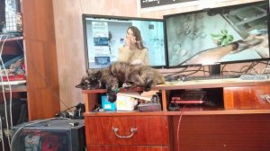 Кошка зовёт кота в брачный период 15
