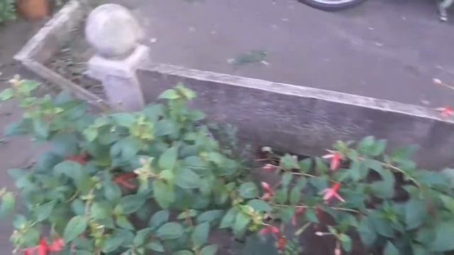 ЛЕТНЕЕ ЦВЕТЕНИЕ ФУКСИИ. Прекрасные балеринки.