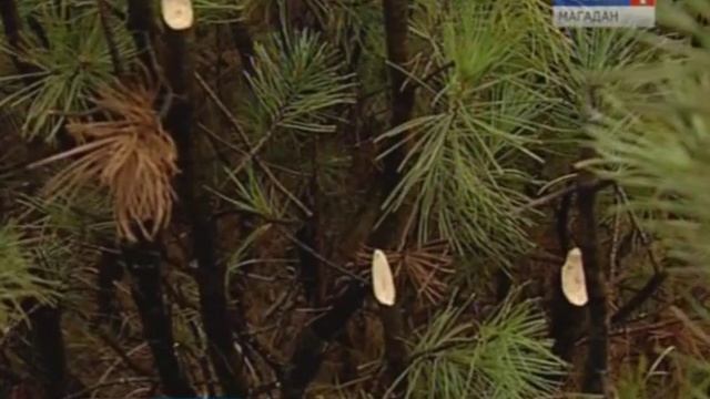 В Магадане началась заготовка стланика для новогодних ёлок смотреть онлайн