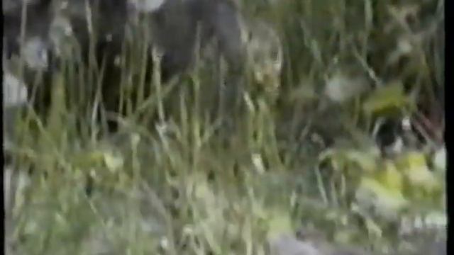 1000 мелочей . ТВ Сибирь. Девяностые. смотреть онлайн
