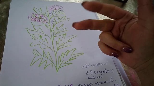 ХАРАКТЕРИСТИКА И ФОРМИРОВАНИЕ ПОЛУДЕТЕРМИНАНТНЫХ СОРТОВ ТОМАТОВ ??? смотреть онлайн