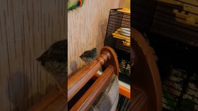 Кешенька два дня спустя как живет у меня смотреть онлайн