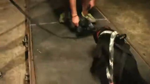 Weight Pulling Ungaria 2010 Pitbull Club