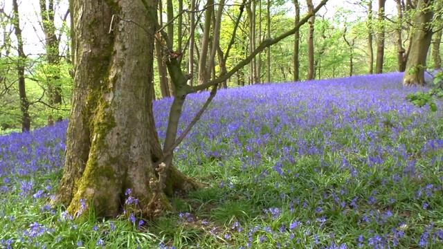 BLUEBELL WOODS in Northwest England смотреть онлайн
