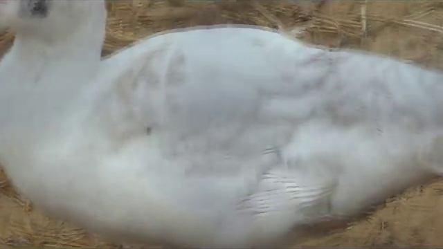 Индоутки. Мускусные утки. Содержание в теплице. Мой первый опыт..) смотреть онлайн