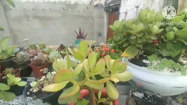 Tillandsias Aeranthos,rara Em Extinção