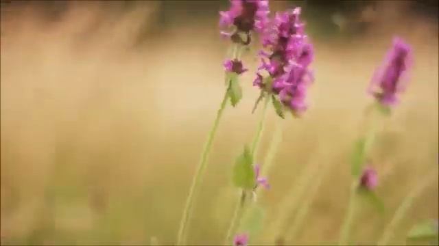 432Hz Meditative Music - Dissolve Negative Energy - Музыка для сна медитации и борьбы со стрессом