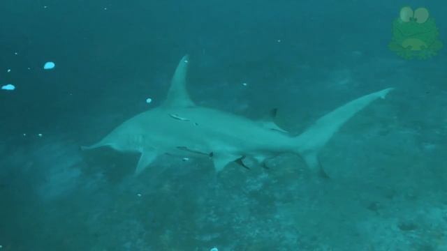 Акула молот интересные факты, обитатели глубин, большая акула молот смотреть онлайн