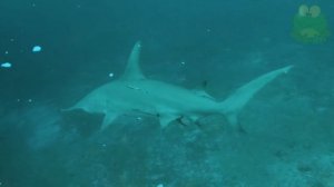 Акула молот интересные факты, обитатели глубин, большая акула молот