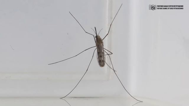 Стройка Современности