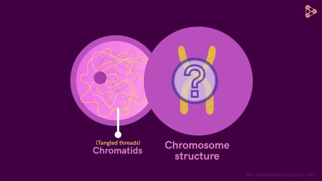 Genetics Basics | Chromosomes, Genes, DNA And Traits | Infinity Learn