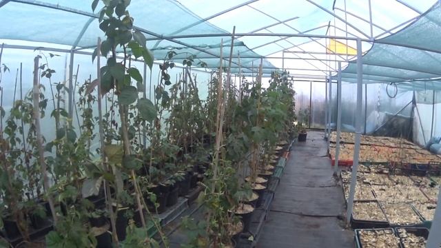 Ремонтантная ежевика Черная магия выращивание в контейнерах смотреть онлайн