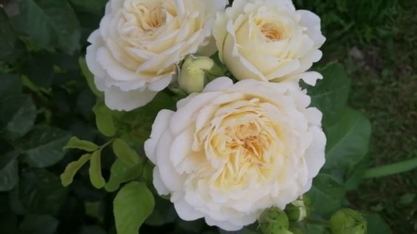 РОЗА ТРАНКВИЛИТИ (Tranquillity).