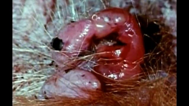 Сумка кенгуру: взгляд изнутри просто зашкаливает!!!! смотреть онлайн