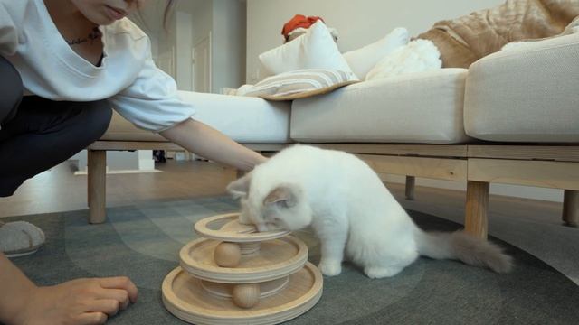 How to Harness Train A Cat | A 5 step Tutorial to Get Your Cat Into A Harness смотреть онлайн