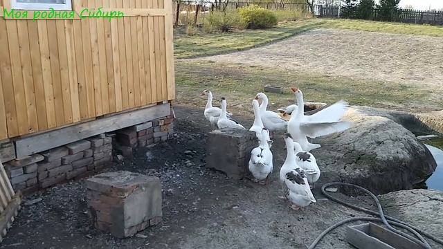 Инкубаторская гусынька снеслась в гнезде Матильды. Про курочку. смотреть онлайн