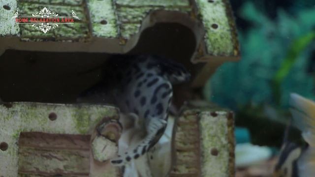 Сом перевертыш, Синодонтис – один из самых необычных и удивительных сомиков.