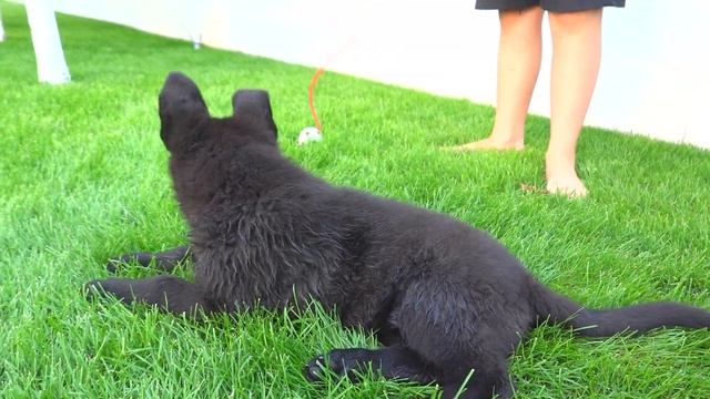 СЧАСТЬЕ ДЛЯ ДВОИХ. Щенок Немецкой овчарки и его друг. смотреть онлайн