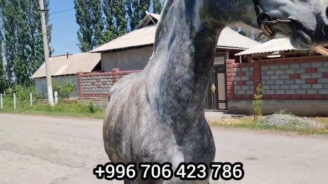 сатылды Актилекте ЗАДЕЛ конезаводДОН ?ОРЛОВСКИЙ РЫСАК?19 мая 2022 г. смотреть онлайн