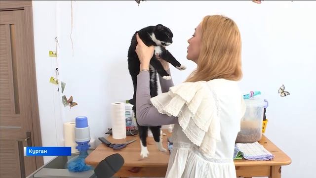 В Кургане рассказали, как кошки воспринимают человека смотреть онлайн