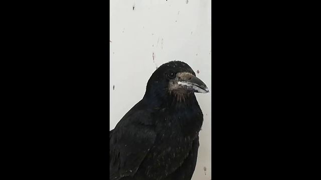 Грач ест с руки. смотреть онлайн