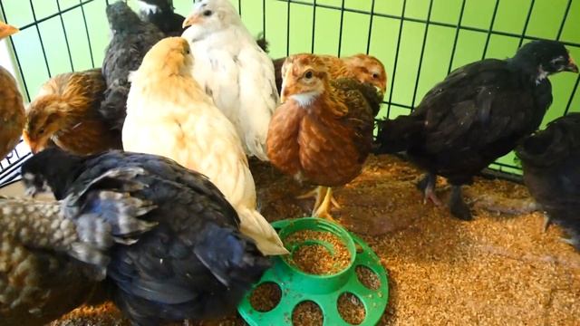 Нам уже месяц. Easter Egger , Olive Egger , Welsummer , French Black Copper Marans смотреть онлайн