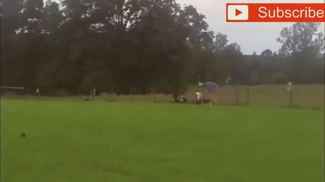 Нарезка смешных видео про животных #приколы #смех #рекомендации #top #coub подпишись смотреть онлайн