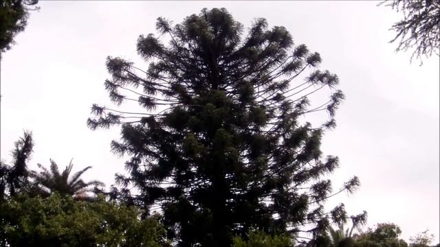 Pino Bunya (Araucaria bidwillii) смотреть онлайн