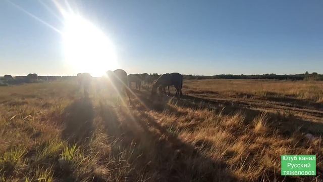 Отстают от табуна, что делать... смотреть онлайн