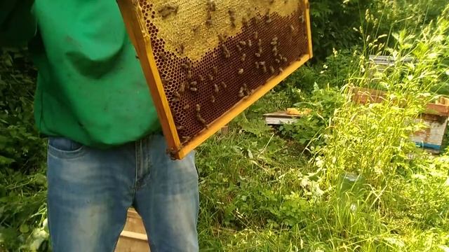 Как сделать отводок пчел на пасеке. Подсадка не плодных маток карники смотреть онлайн