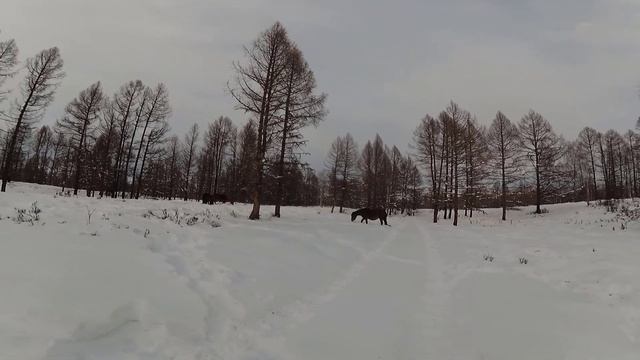 Сельская жизнь. Природа возле дома. смотреть онлайн