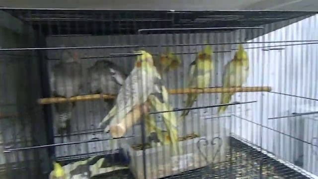 Хочу попугая)) Амазон (часть 1) смотреть онлайн