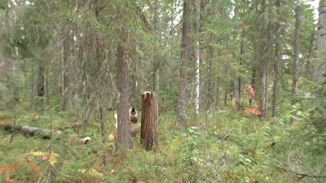 Второй выход. Медведь где то рядом. Белки, соболь и др. Обзор фотоловушек из китая. смотреть онлайн