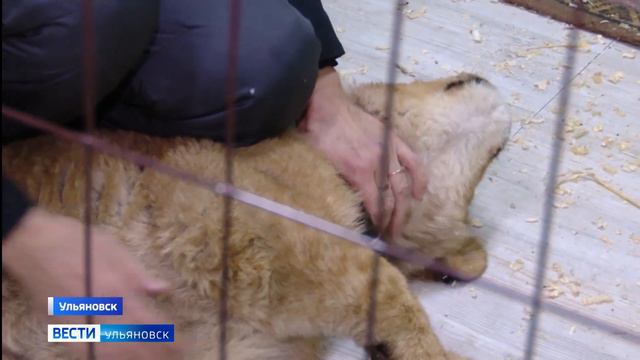 А сейчас об удивительной истории 5-месячного Цезаря смотреть онлайн