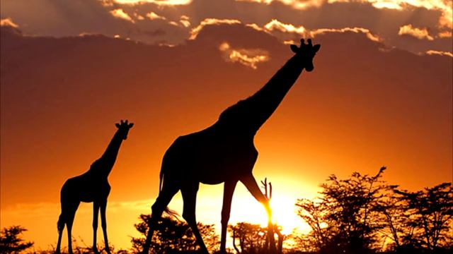 Sunset in Africa ►HD◄ смотреть онлайн