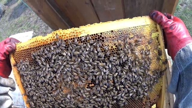 Пасека и пчеловодство от ПЕРВОГО ЛИЦА !!! Всё очень просто на пасеке, стать ПЧЕЛОВОДАМИ могут все смотреть онлайн