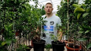 Дынная груша, Пепино (лат. Solanum muricatum). Посадка, уход, размножение. Часть 1.