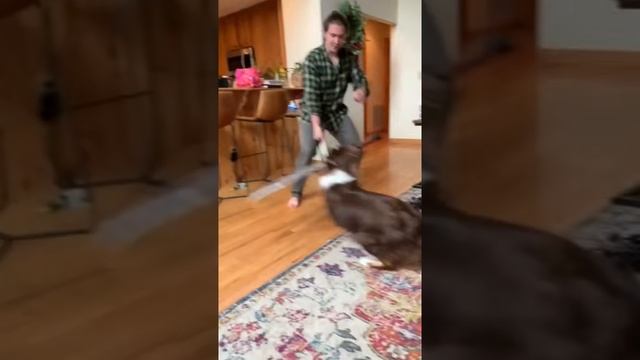 Great grey Wolf Slayer of btches.mp4 смотреть онлайн