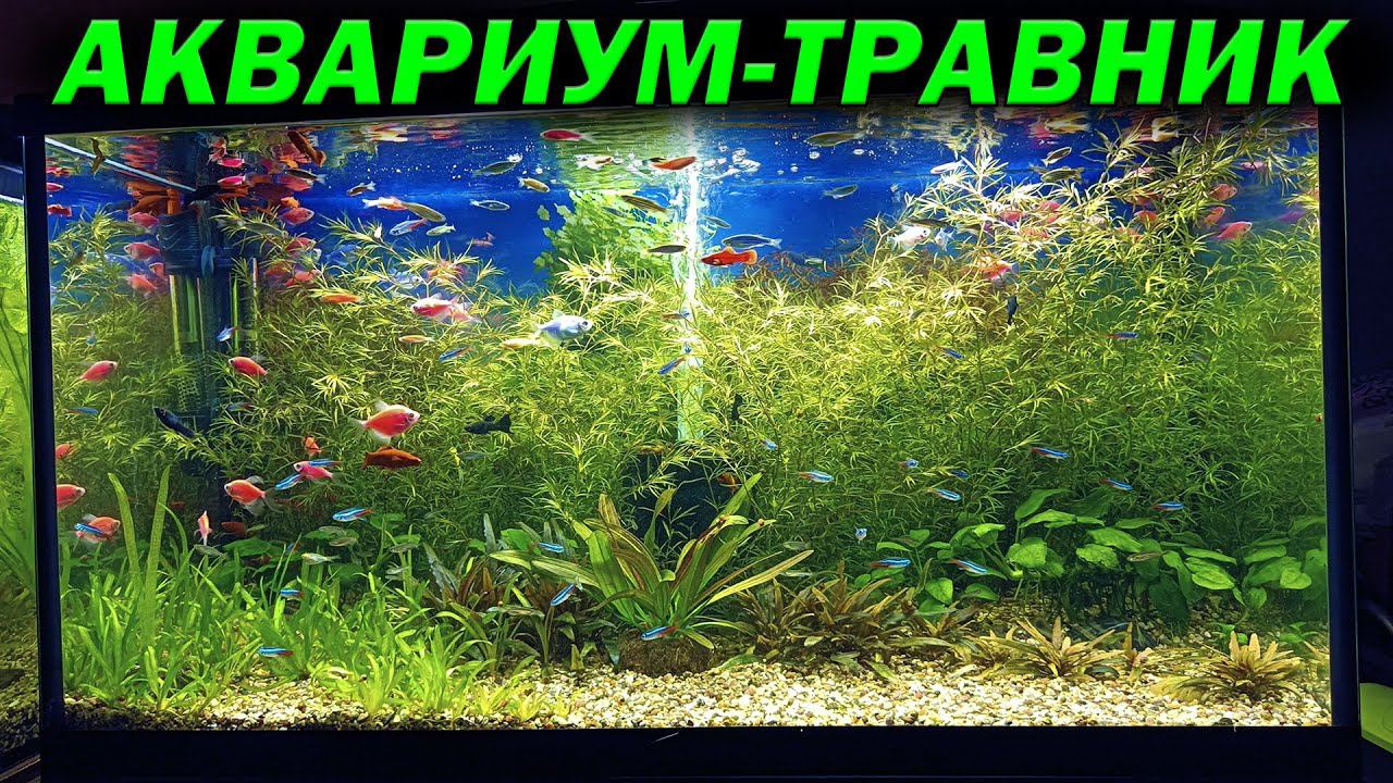Аквариум травник без СО2 и удобрений спустя месяц смотреть онлайн