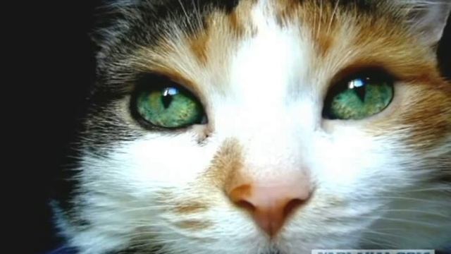 Королевство кошек