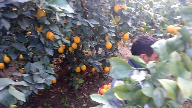 Тепличной лимон Узбекистан смотреть онлайн