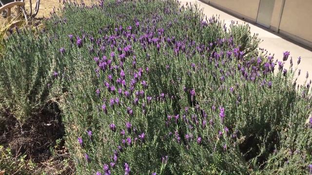 First Ever "Plant Of The Week" // A Hardy Evergreen That Blooms Heavy And Smells Great смотреть онлайн