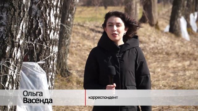 По лесным деревьям