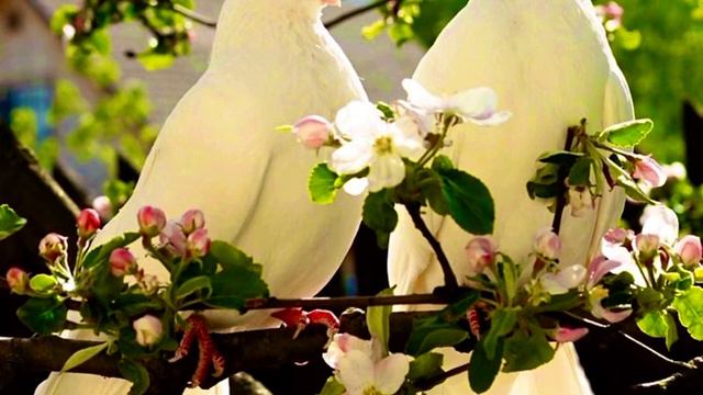 Николай Старшинов. ГОЛУБИ. Читает Аза Каракишиева. Музыка Эдгар Туниянц смотреть онлайн