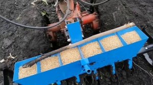 Закончил сеять озимую пшеницу сеялкой для мотоблока. #мотоблок #сидераты